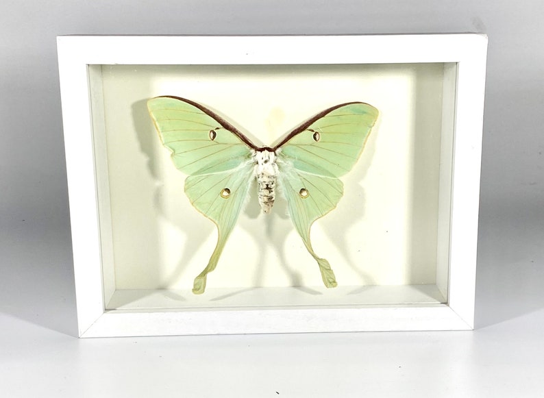 May include: A framed green Luna moth with brown and white markings. The moth is displayed against a white background.