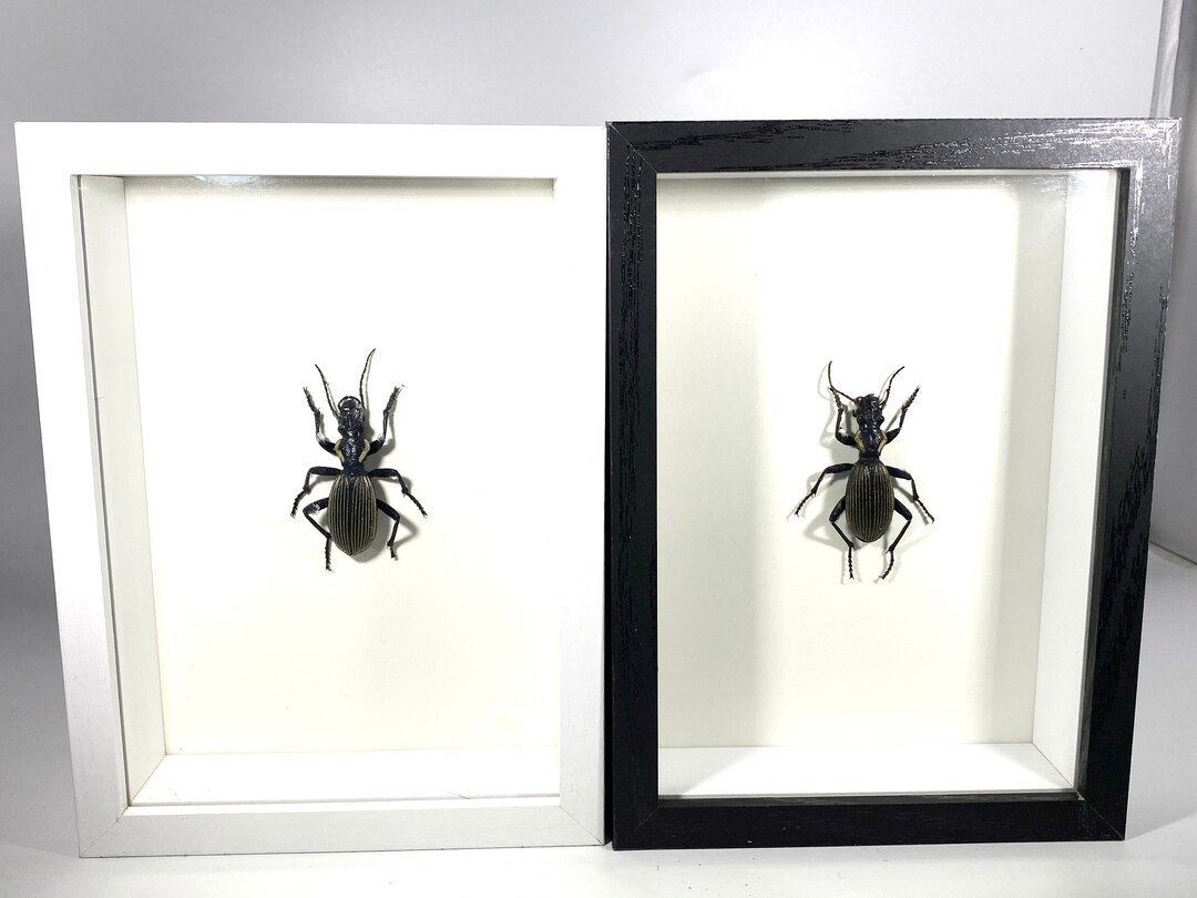 Framed Black Anthia Maxillosa Beetle Home Decor Zambia Etsy