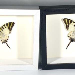 Gerahmter weißer Graphium Antiphates Schmetterling Wohndekor Vietnam