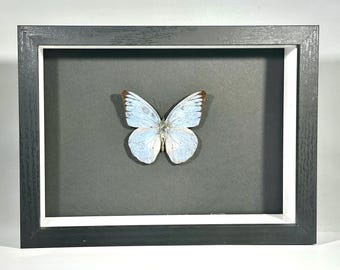 May include: A framed butterfly specimen with white wings and brown markings. The butterfly is mounted on a black background and framed in a black frame with a white mat.