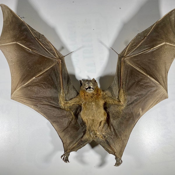 Real Giant brown Cynopterus brachyotis bat Indonesia