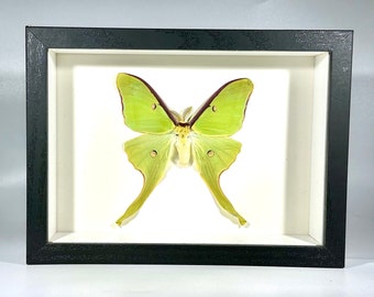 Spring form Framed green Actias luna moon moth home decor wall art North America
