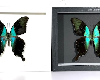 Mariposa Papilio Pranthus enmarcada en verde y azul, insecto, decoración para el hogar en Indonesia