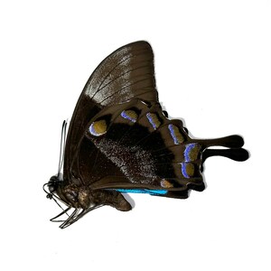 Puede incluir: Primer plano de una mariposa con alas marrones oscuras, acentuadas con marcas azules y doradas. La mariposa se encuentra sobre un fondo blanco liso, resaltando sus intrincados detalles y delicada estructura. Las alas tienen una apariencia texturizada.