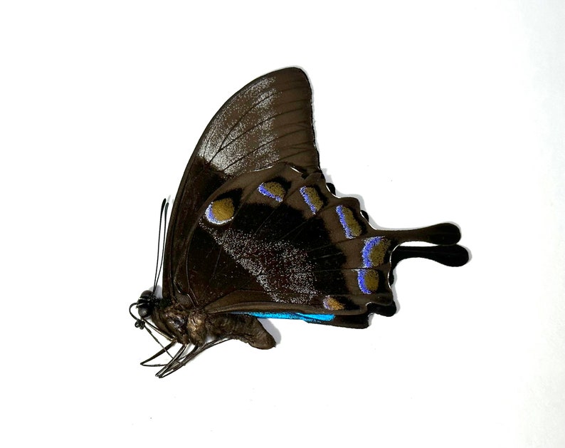 Puede incluir: Primer plano de una mariposa con alas marrones oscuras, acentuadas con marcas azules y doradas. La mariposa se encuentra sobre un fondo blanco liso, resaltando sus intrincados detalles y delicada estructura. Las alas tienen una apariencia texturizada.