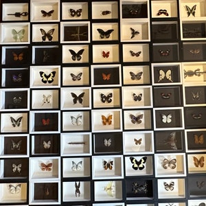 May include: A black and white grid of framed butterfly specimens. Each frame has a white border and a black background. The butterflies are arranged in rows and columns, with a variety of species and colors.