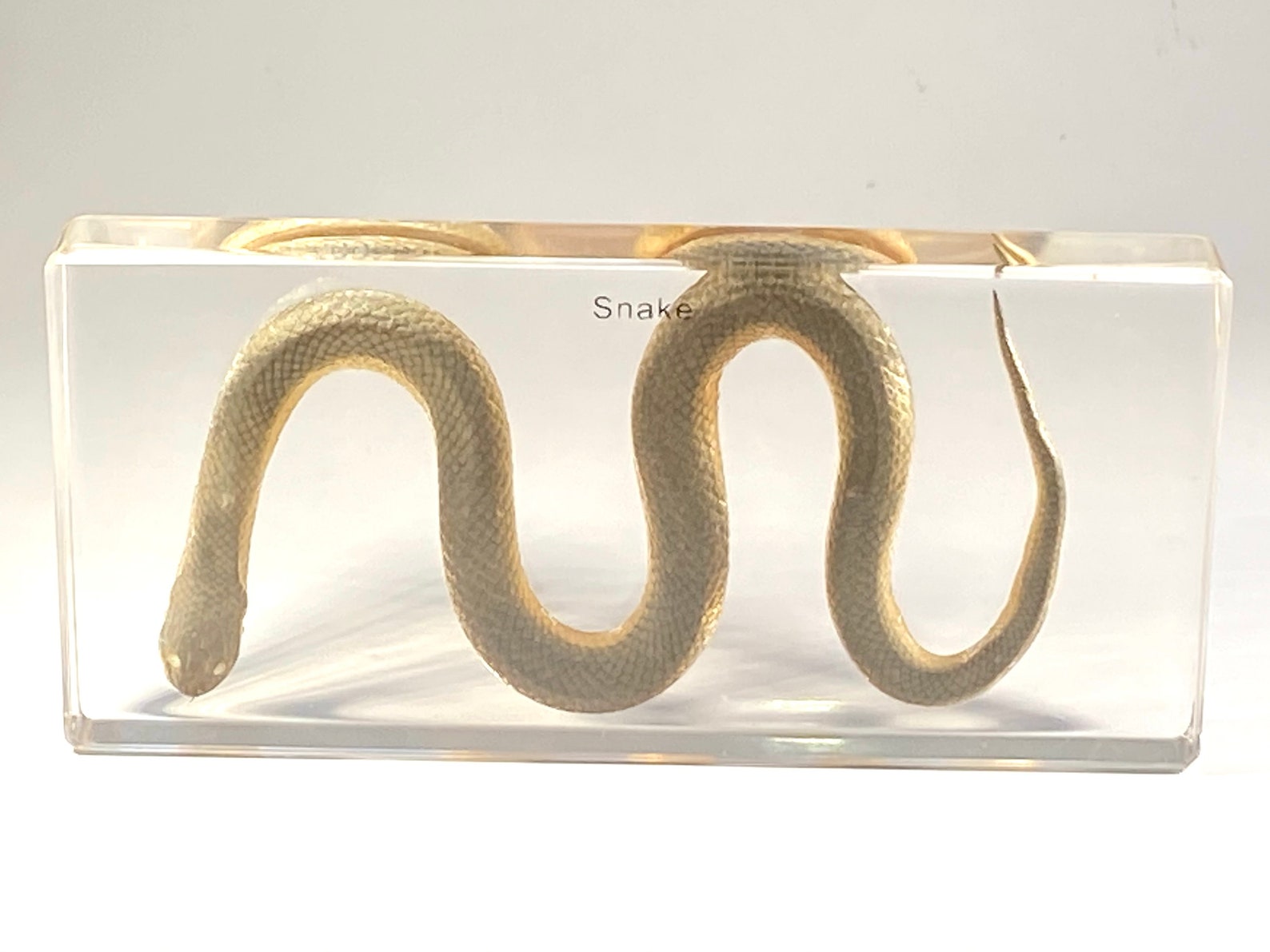 Real Snake in Resin Lucite Animal Taxidermy Oddity Etsy