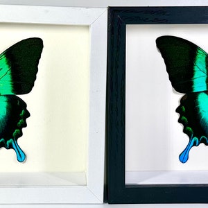 Framed green Papilio blumei butterfly home decor Indonesia