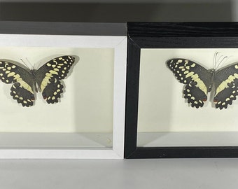 Ingelijst geel Papilio demodocus vlinder interieur Madagaskar