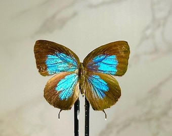 本物の小さな青い蝶の剥製 - Jamides euchylas - Etsy 日本