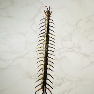 Real Scolopendra subspinipes centipede home decor oddities Vietnam