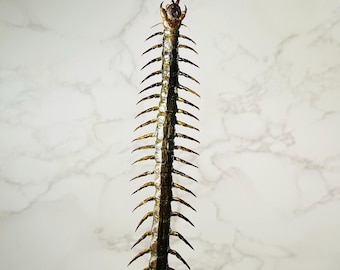 Real Scolopendra subspinipes centipede home decor oddities Vietnam