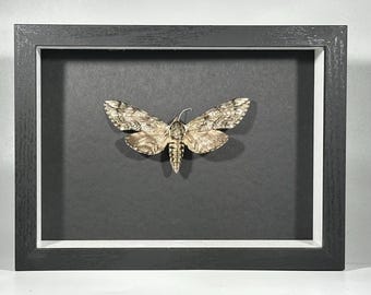 Framed grey waved sphinx Ceratomia undulosa moth home decor North America