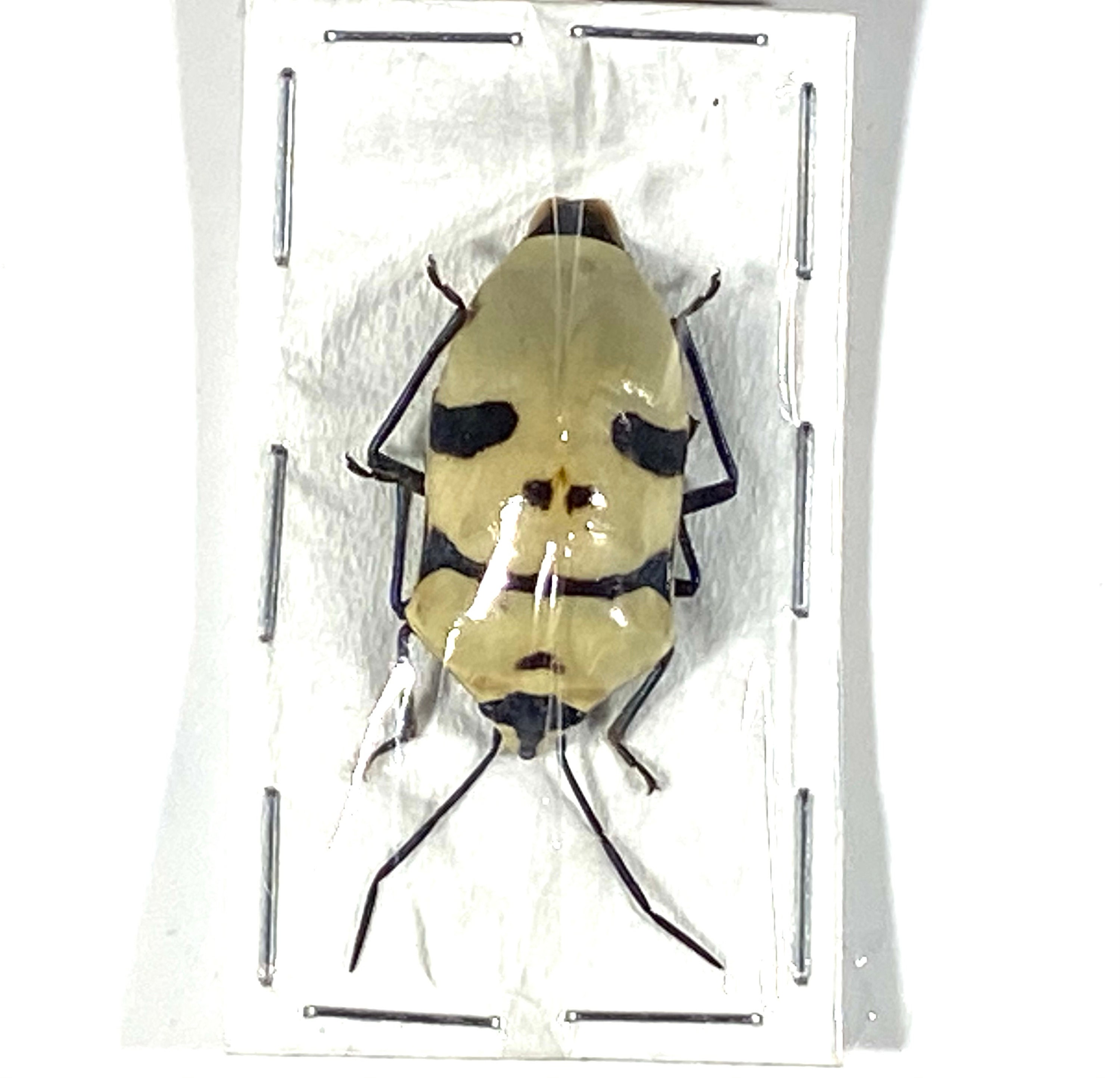 One Real Skull Beetle Eucorysses grandis insect taxidermy art Etsy