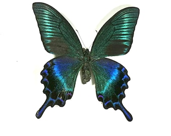 real green black Papilio maackii butterfly home decor Indonesia