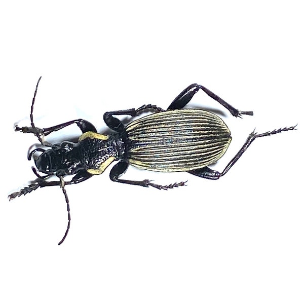 black Anthia artemis beetle Zambia