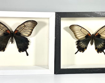 Framed black Papilio lowi butterfly home decor Indonesia
