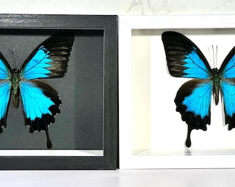 Mariposa Papilio Ulises, emperador azul, enmarcada, decoración del hogar, Indonesia