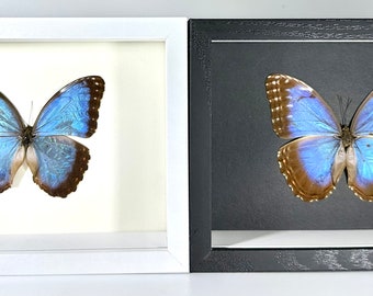 Enmarcado negro azul morpho helenor mariposa decoración de la pared del hogar Perú
