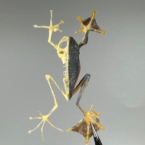 Może przedstawiać: Zachowany okaz żaby, prezentujący jej strukturę szkieletową i skórę. Ciało żaby jest przecięte na pół, odsłaniając strukturę kostną po jednej stronie i zachowaną skórę po drugiej. Kończyny żaby są wyciągnięte.