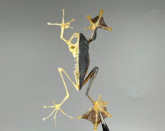 Real Indonesian Frog Skeleton home decor Rhacophorus reinwardtii