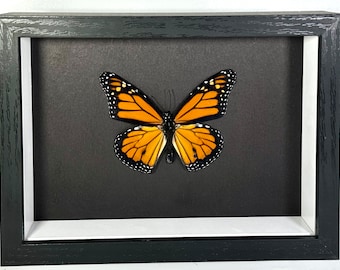 Real Framed orange Danaus plexippus monarch home decor North America