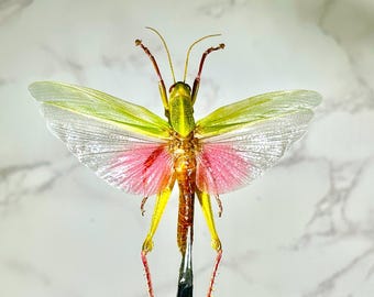 roze Chondracris rosea sprinkhaan woondecoratie Indonesië