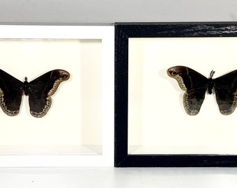 Framed brown Callosamia promethea moth home decor North America