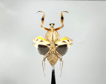 Real Deroplatys lobata dead leaf praying mantis home decor Indonesia