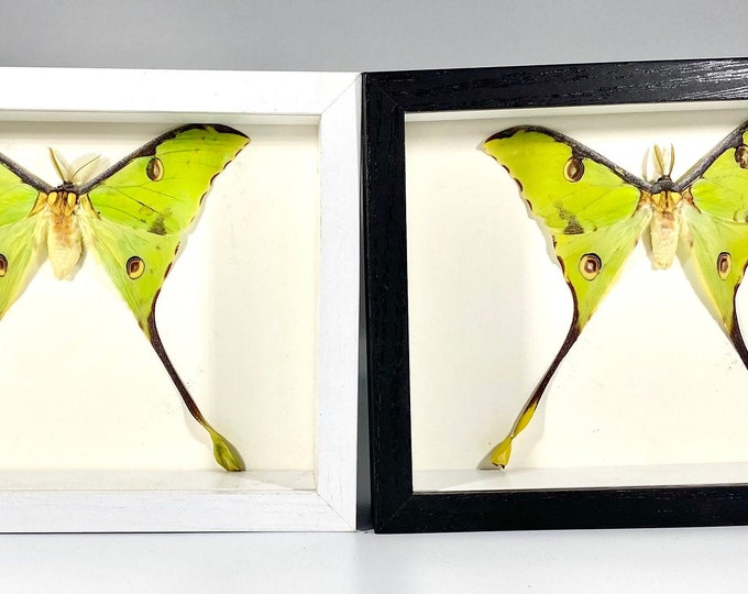 Framed Green Argema Mimosae Moth Home Decor Zambia Etsy