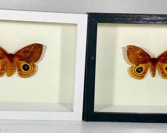 Framed Black White Shadow Box North American Female Io Moth Automeris Io Wall art