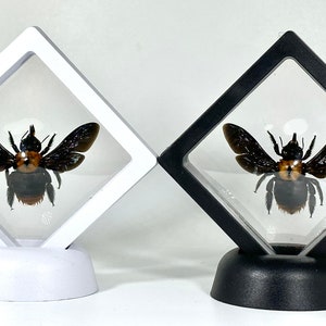 Framed yellow Xylocopa aestuans carpenter bee home decor Indonesia