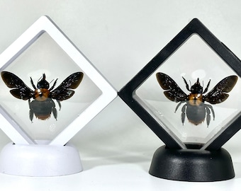 Framed yellow Xylocopa aestuans carpenter bee home decor Indonesia