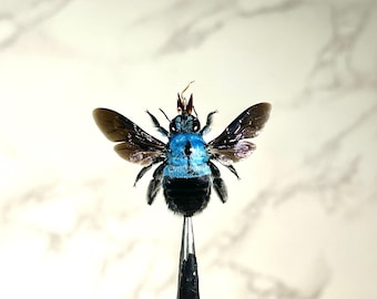 blue Bee xylocopa caerula Indonesia home decor