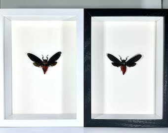 Framed black red devil cicada huechys fusca home decor Indonesia