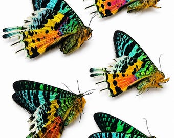 Exemplaren van de Madagaskar-zonsondergangvlinder – Kies een verpakking van 5, 10 of 15 stuks – Urania Ripheus – Echte, niet-geprepareerde insecten voor inlijsten, knutselen en tentoonstellingen