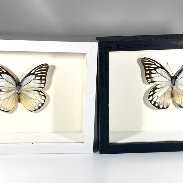 Framed white Prioneris thestylis butterfly home decor Indonesia