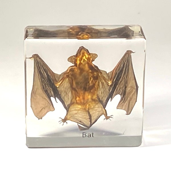 Real Bat in Resin, Lucite animal taxidermy oddity