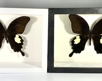 Framed black white Papilio sataspes butterfly home decor Indonesia