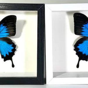 Puede incluir: Dos espec&iacute;menes de mariposas enmarcadas. Cada mariposa tiene alas azules y negras vibrantes, exhibidas sobre un fondo blanco. Un marco es negro, el otro blanco, ambos con un dise&ntilde;o sencillo, mostrando las mariposas.