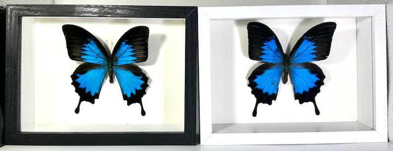 Puede incluir: Dos espec&iacute;menes de mariposas enmarcadas. Cada mariposa tiene alas azules y negras vibrantes, exhibidas sobre un fondo blanco. Un marco es negro, el otro blanco, ambos con un dise&ntilde;o sencillo, mostrando las mariposas.