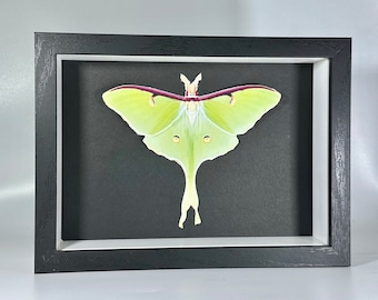 Replica framed Luna moth actias Luna home wall decor North America