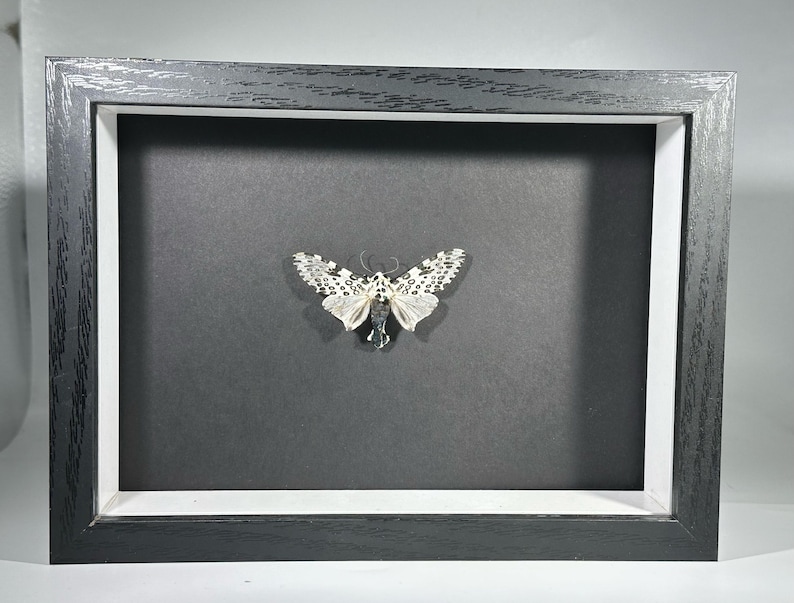 May include: A framed black and white moth with a black background. The moth is displayed in a black frame with a white mat.