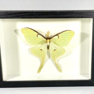 May include: A framed green and yellow Luna moth specimen with brown antennae. The moth is displayed on a white background.
