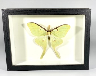 Framed craft grade green Actias luna moth home decor North America