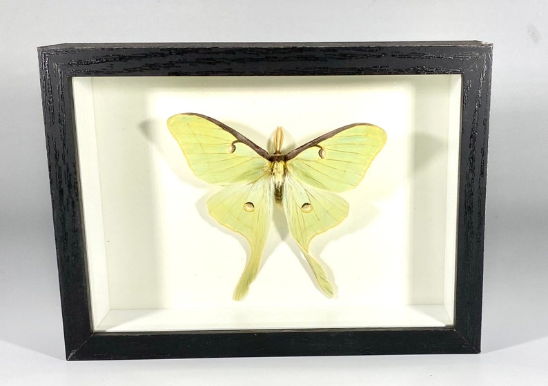 Framed craft grade green Actias luna moth home decor North America image 3