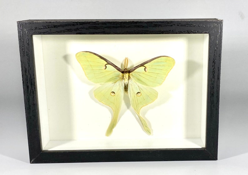 May include: A framed green and yellow Luna moth specimen with brown antennae. The moth is displayed on a white background.