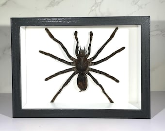Framed brown Haplopelma minax tarantula home decor Indonesia