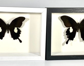 Framed black white Papilio helenus butterfly home decor India