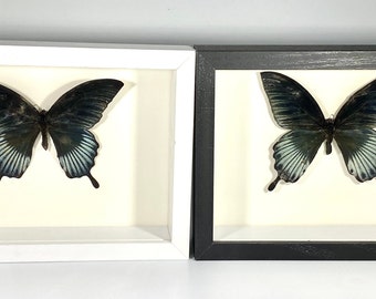 Framed black Papilio lowi butterfly home decor Indonesia